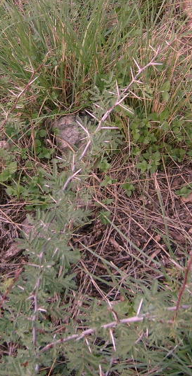 brote de huisache